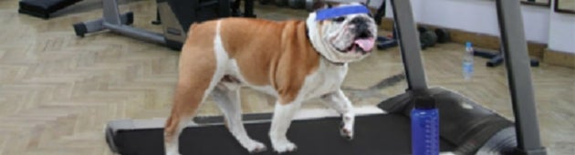 Jack the bulldog on treadmill