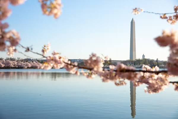 View of Washington Monument across the Tidal Basin with cherry blossoms in the frame.